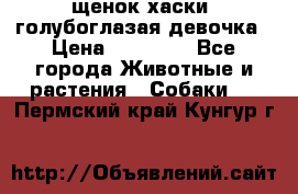 щенок хаски  голубоглазая девочка › Цена ­ 12 000 - Все города Животные и растения » Собаки   . Пермский край,Кунгур г.